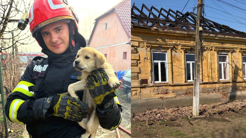 pompierii din timis au salvat un catel dupa ce o casa a luat foc incendiile la locuinte tot mai dese 69c25d9fe7e7d
