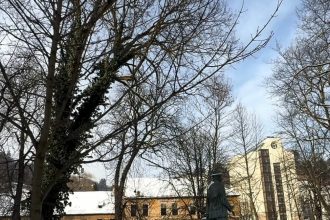 primaria brasov verifica arborii cu tomografii zeci de copaci prezinta risc de cadere 69a8195fe5e4f