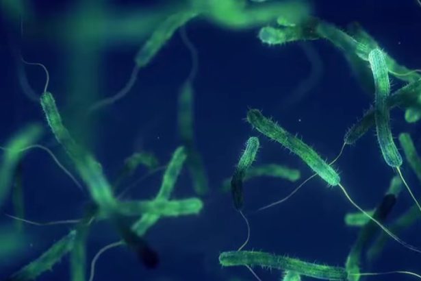 alerta medicala in sua a reaparut bacteria mancatoare de carne 69e9ee328bd50