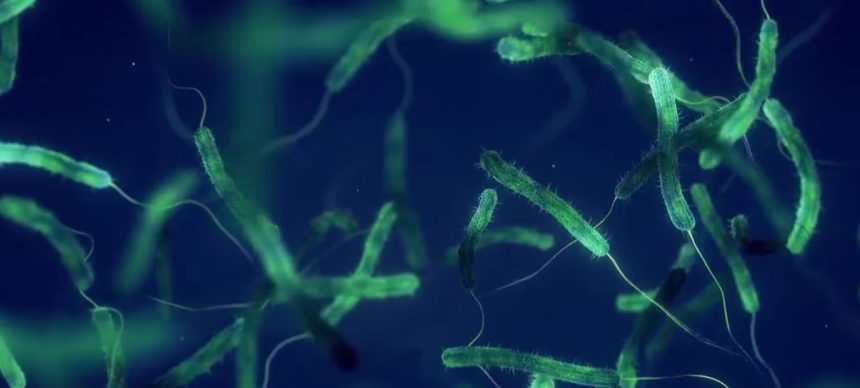 alerta medicala in sua a reaparut bacteria mancatoare de carne 69e9ee328bd50