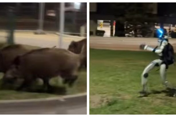 imagini virale din polonia un robot umanoid pune pe fuga o turma mistreti 69df51cf14cd5