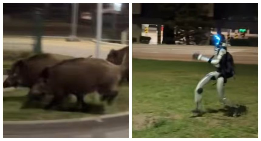 imagini virale din polonia un robot umanoid pune pe fuga o turma mistreti 69df51cf14cd5