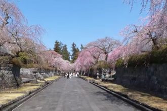 oras din japonia sufocat de turisti dupa viralizarea unei imagini cu muntele fuji si florile de cires 69d87553d6e7a