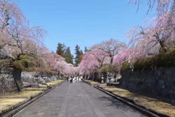 oras din japonia sufocat de turisti dupa viralizarea unei imagini cu muntele fuji si florile de cires 69d87553d6e7a