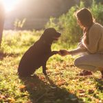 parlamentul brazilian a aprobat o lege care permite cuplurilor sa imparta custodia animalelor de companie dupa despartire 69ce9b03c9cbd