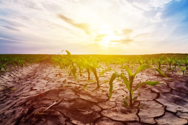 seceta pune in pericol productia de benzina in sua un oras a impus restrictii severe de apa 69dbf475b63e1