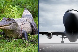 un aligator de doi metri a blocat pista unui aeroport din sua zborurile temporar suspendate 69d3523fba12b