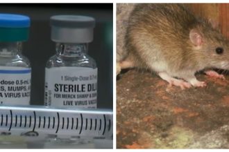 focar de hantavirus cu zeci de cazuri raportate anual in ucraina de ce s a aflat abia acum 6a017a6916c63