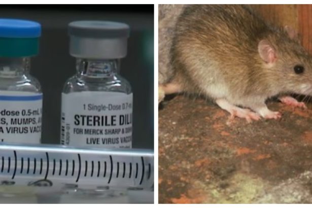 focar de hantavirus cu zeci de cazuri raportate anual in ucraina de ce s a aflat abia acum 6a017a6916c63