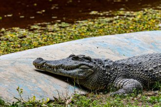 baiat de 3 ani ranit grav in tarcul cu crocodili la o gradina zoologica din marea britanie un barbat a fost arestat 6a3445f3e8beb