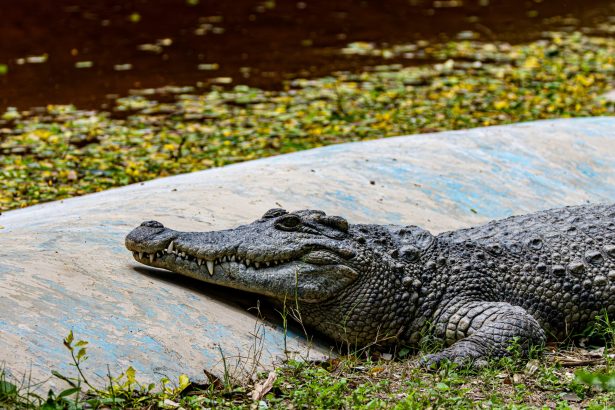 baiat de 3 ani ranit grav in tarcul cu crocodili la o gradina zoologica din marea britanie un barbat a fost arestat 6a3445f3e8beb