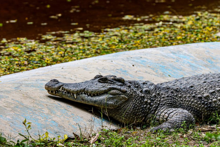 baiat de 3 ani ranit grav in tarcul cu crocodili la o gradina zoologica din marea britanie un barbat a fost arestat 6a3445f3e8beb
