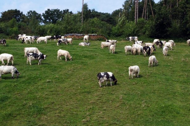 iarba e mai verde in austria cum isi reinventeaza tara sectorul agricol 6a2c0aee62675
