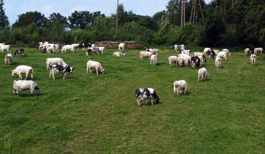 iarba e mai verde in austria cum isi reinventeaza tara sectorul agricol 6a2c0aee62675