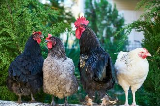 inghetata pentru gaini solutia inedita prin care fermierii isi racoresc pasarile in zilele caniculare 6a38edd170052