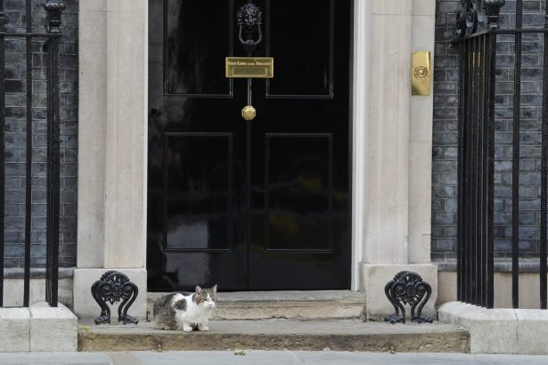 mai rezistent decat premierii britanici larry motanul de la downing street bifeaza inca un mandat 6a3a4fa1db23e