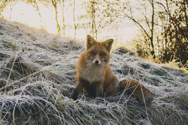 marile companii din domeniul tehnologiei lanseaza initiative impotriva traficului ilegal de animale salbatice 6a38bdb0a020d