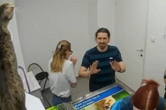 o pisica a facut ravagii intr o clinica veterinara a distrus mai multe lucruri si a ranit cativa oameni 6a2ff158aed8a