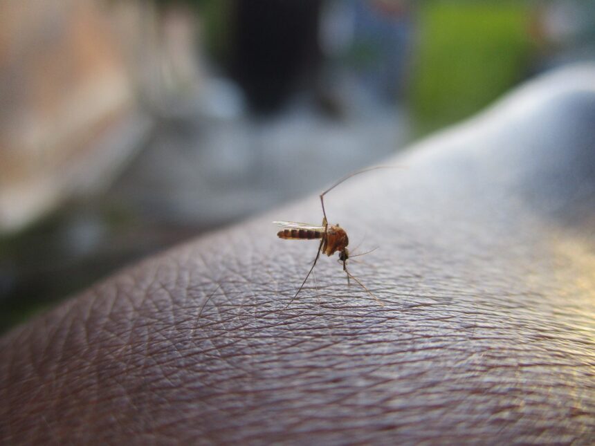 o companie din franta a inventat mini drona care vaneaza tantarii cu ajutorul ai nu foloseste insecticid si nici camera video 6a58edd335a48