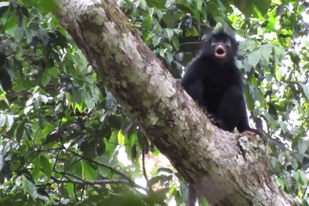 o noua specie de maimuta descoperita in africa ce e atat de special 6a58d54978508