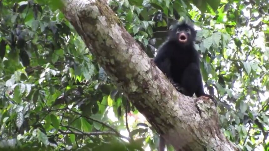 o noua specie de maimuta descoperita in africa ce e atat de special 6a58d54978508