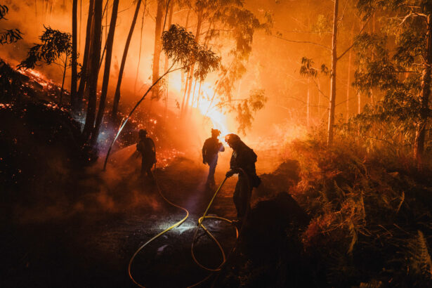 spania incendiile de vegetatie au ars aproximativ 50 000 de hectare de teren in ultimul an 6a48bd5f17bf2