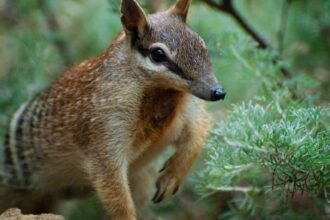 a fost la un pas de disparitie micul marsupial din australia incepe sa si revina 6a78853845926