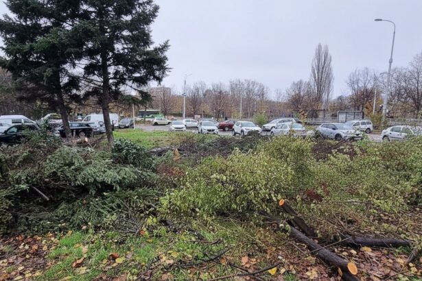 edited buzoianu 5 000 de arbori taiati ilegal intr o zona din brasov una dintre cele mai mari taieri descoperite in ultimii ani 6a7a22c389bf3