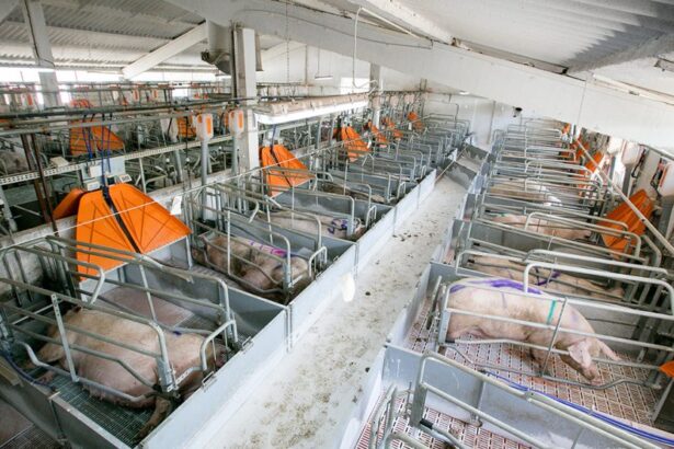 porci 990x556 1